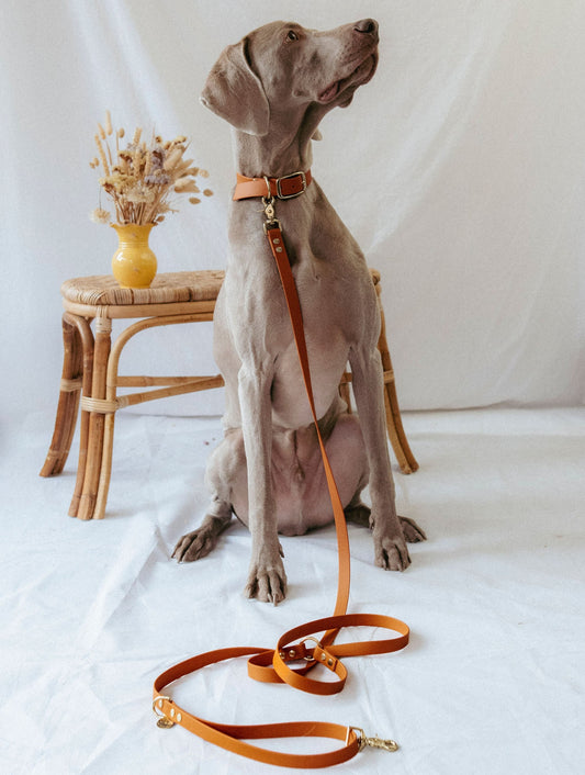 Multi-position leash - Camel