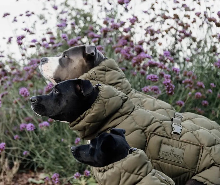 Khaki dog down jacket