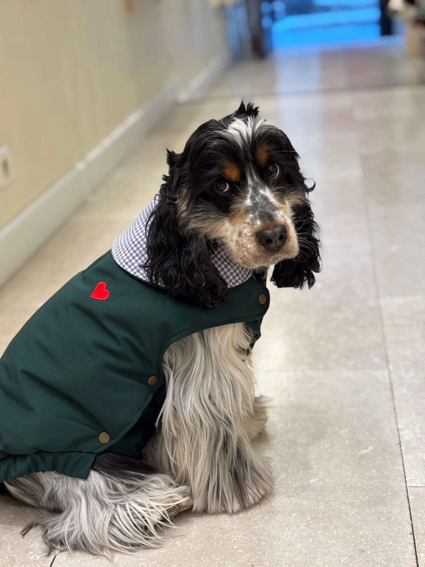 Manteau vert pour chien