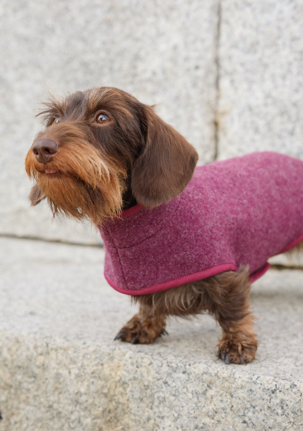 Manteau en laine Bordeaux pour chien