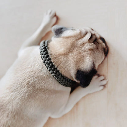 collier-chien-bordeaux-nugget-conceptstore