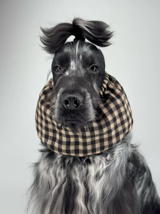 Snood pour cocker – Nugget Concept Store Bordeaux