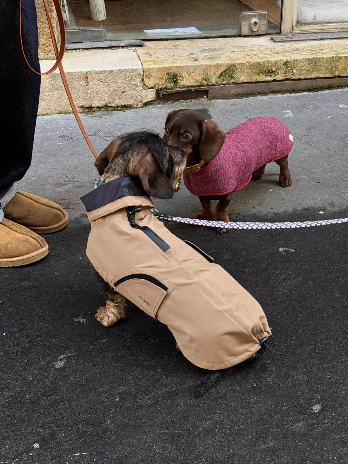 Manteau en laine Bordeaux pour chien