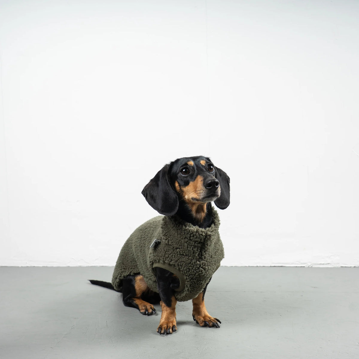 Pull polaire sherpa kaki pour teckel