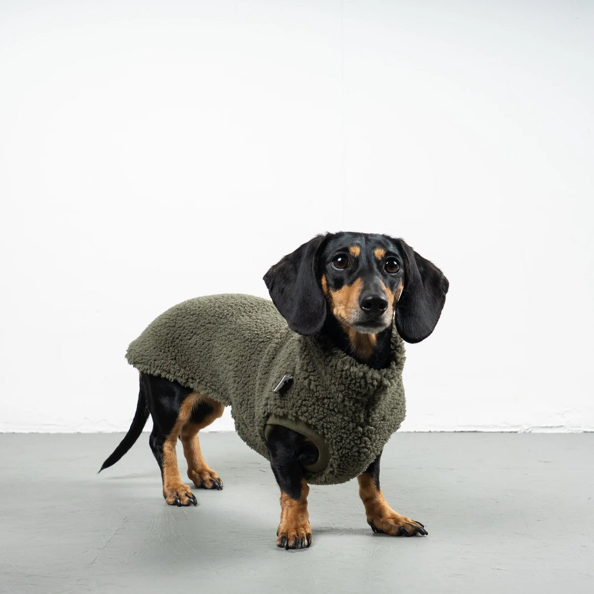 Pull polaire sherpa kaki pour teckel