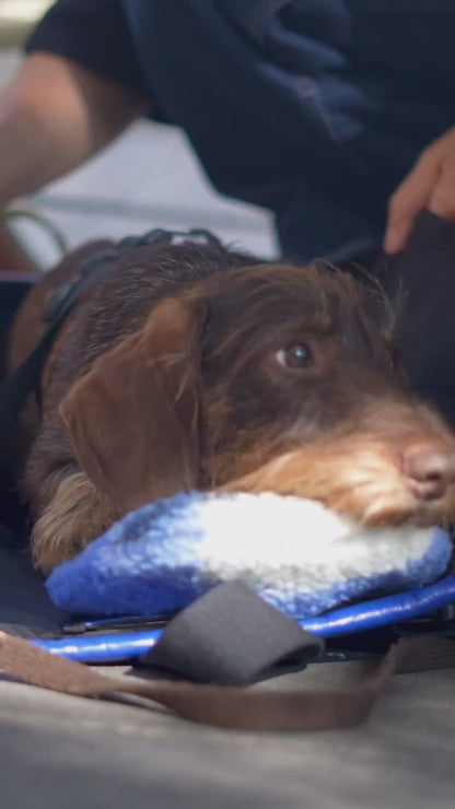 Dachshund carrier bag - Backpack model