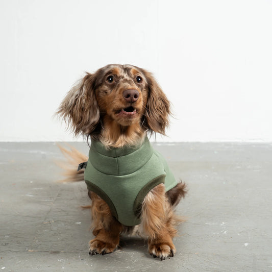 Pull vert doublé polaire pour teckel
