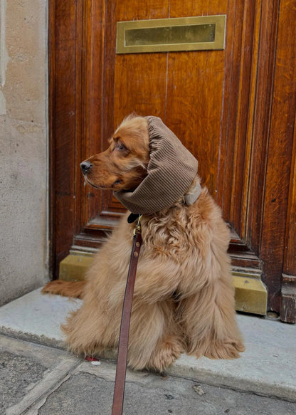 cocker fauve snood marron
