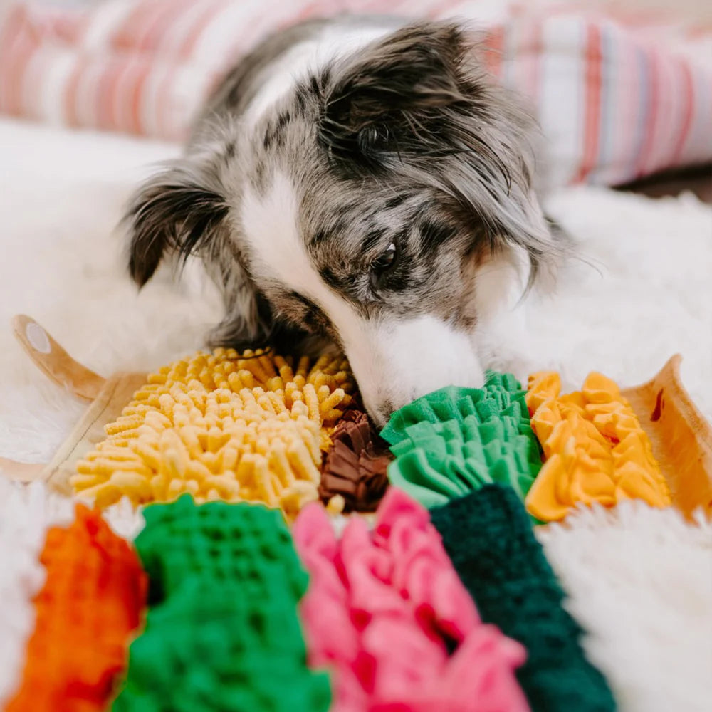 Jouet de fouille Burrito