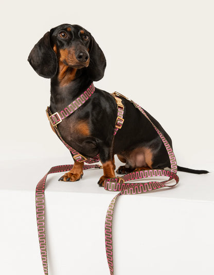 dogguo-dachshund-harness