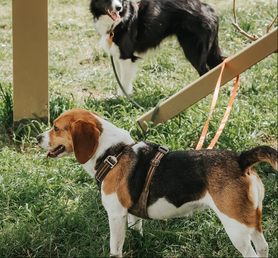 Harnais Comfort Walk Air Mocca