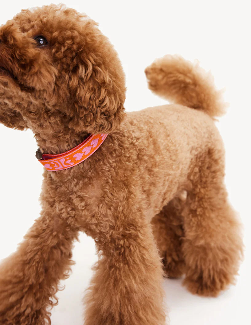 poodle-collier-bordeaux