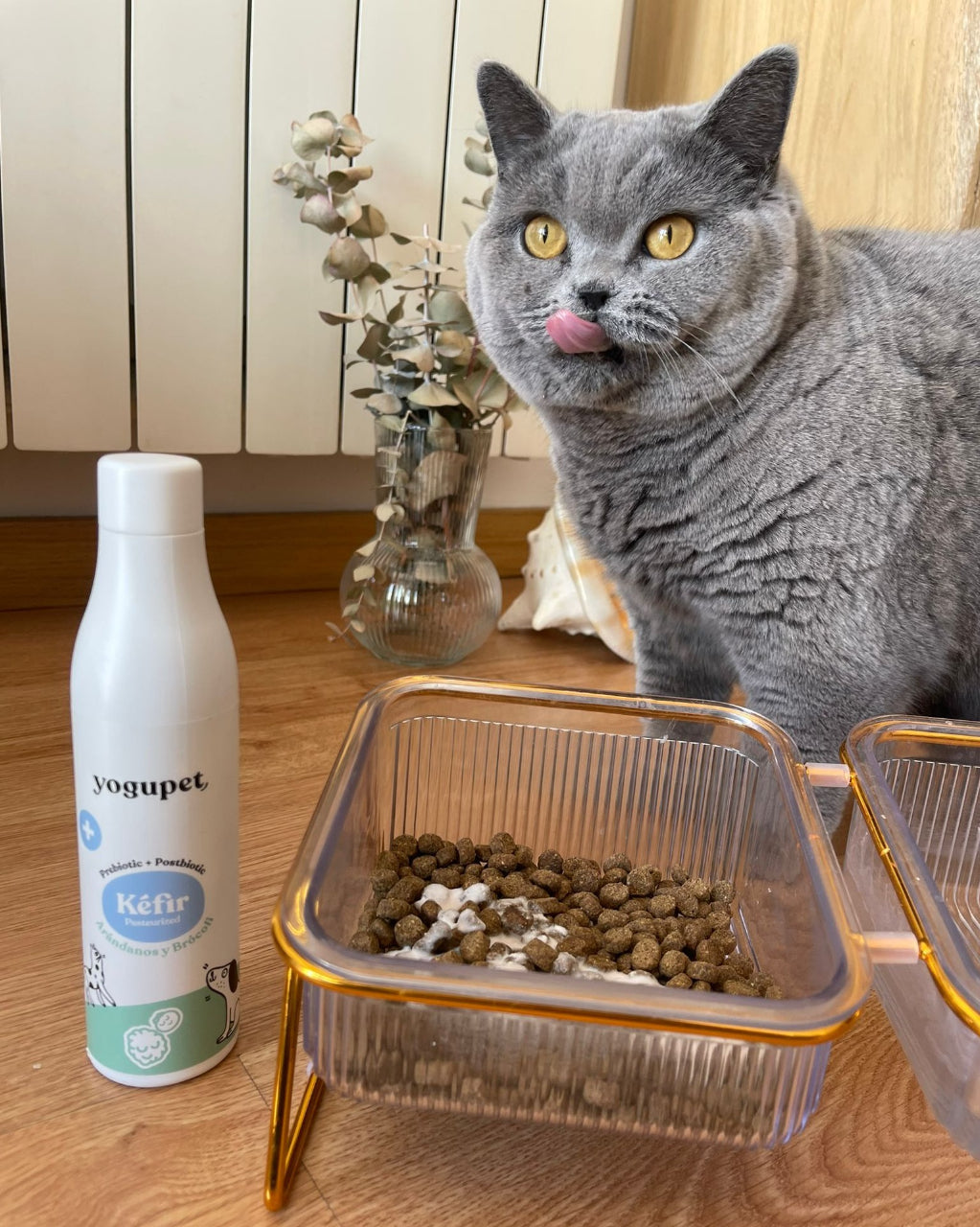 kefir-chat-croquettes-probiotique